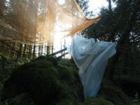 Find out more: Between The Trees
