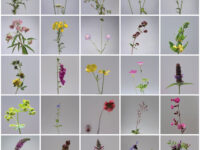 Find out more: Bees (and other species)