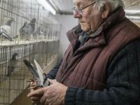 Find out more: The Oddfellows Pigeon Club