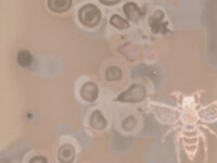 Find out more: Cathays Community Photograms