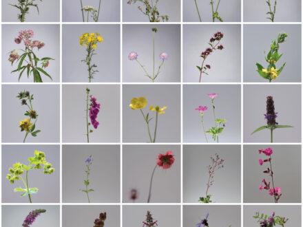 Find out more: Bees (and other species)
