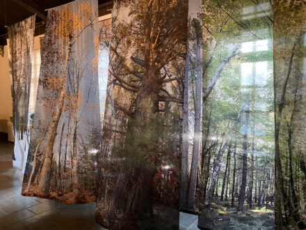 Find out more: Natura Consonat: in harmony with nature